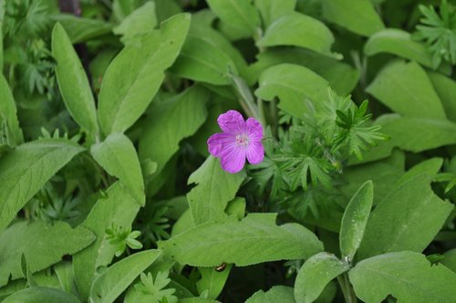 flower  spring  color purple