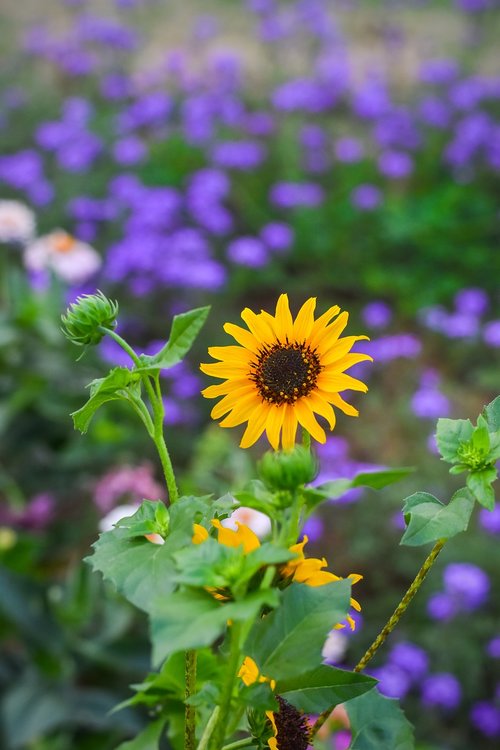 flower  portrait  garden