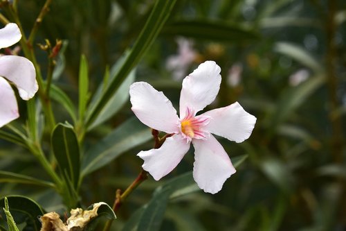 flower  garden  plant