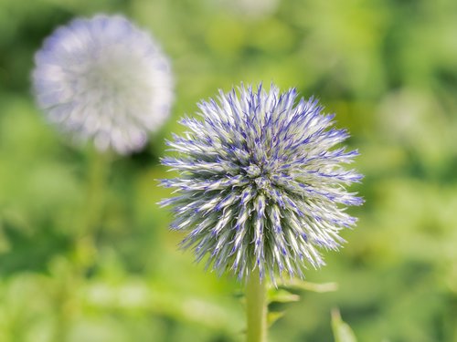 flower  plant  nature