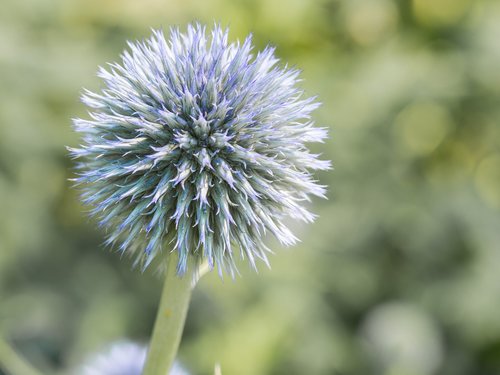 flower  plant  nature