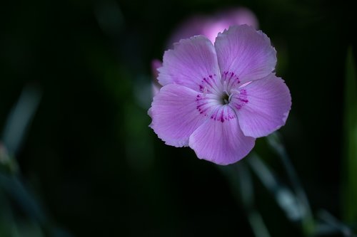 flower  pink  pink flower