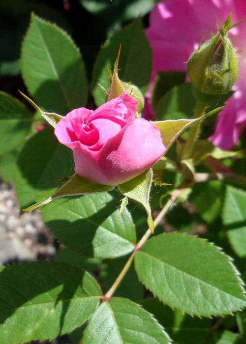 flower rosebush pink