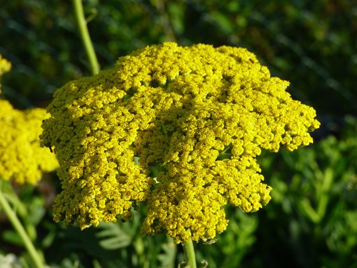 flower  nature  blossom