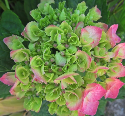 flower  hydrangea  bloom