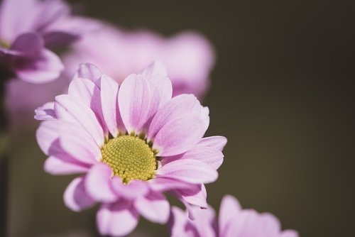 flower  pink  pink flower