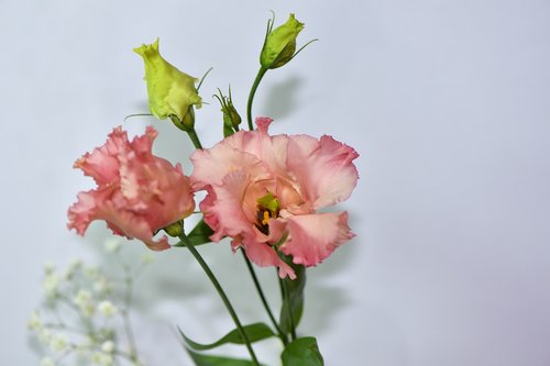 flower  pink  romantic