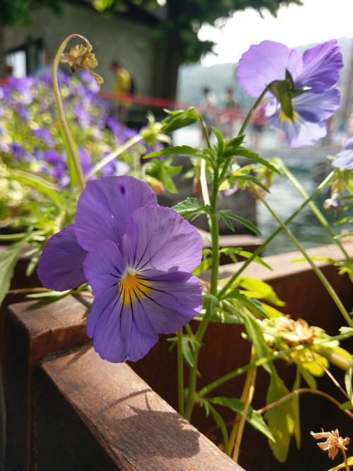 flower  violet  nature