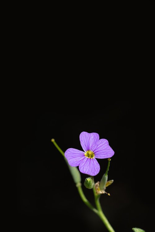 flower  blue  violet
