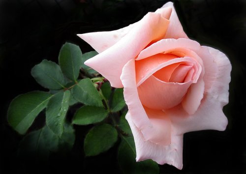 flower  rose  bloom