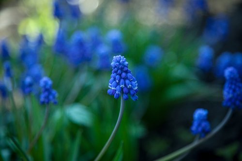 flower  muscari  hyacinth