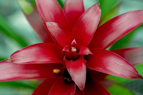 flower  plant  blossom