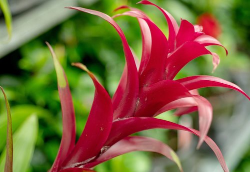 flower  plant  blossom