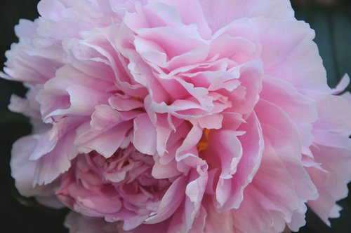 flower  pink  blossom