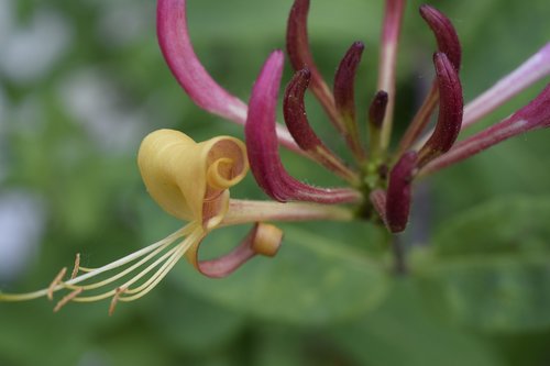 flower  honeysuckle  plant