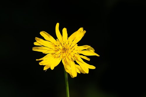 flower  yellow  yellow flower