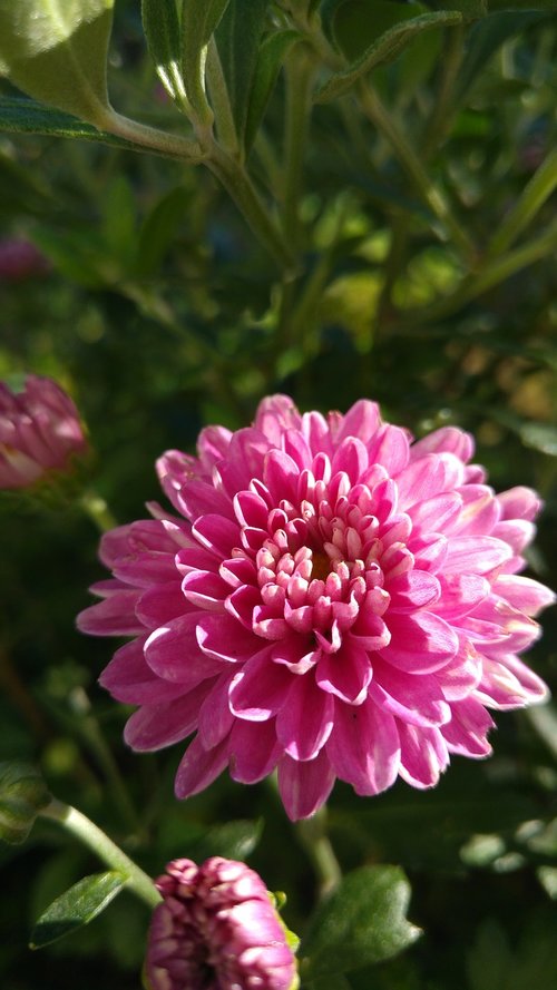 flower  pink  garden