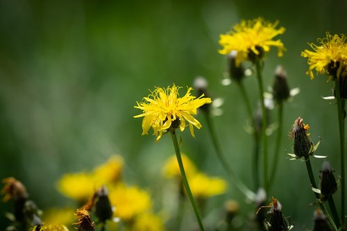 flower  yellow  flowers