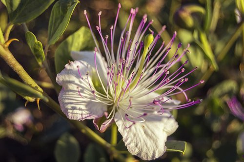flower  caper  mediterranean plant