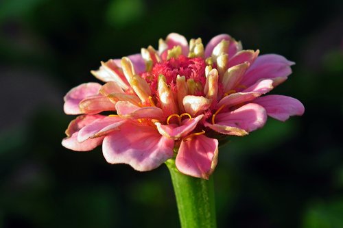 flower  zinnia  nature