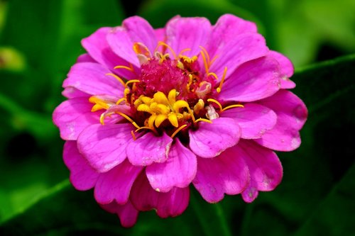 flower  zinnia  nature