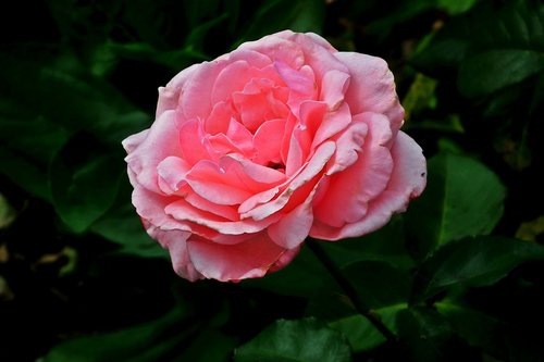 flower  rose  pink