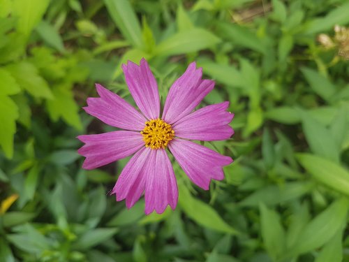 flower  purple  plant