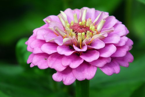 flower  zinnia  closeup