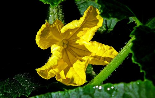 flower  cucumbers  vegetables