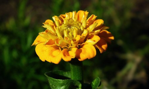 flower  zinnia  yellow