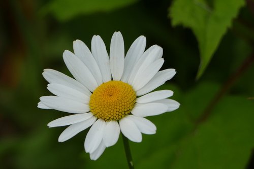 flower  daisy  white