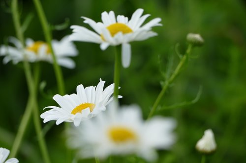 flower  daisy  white