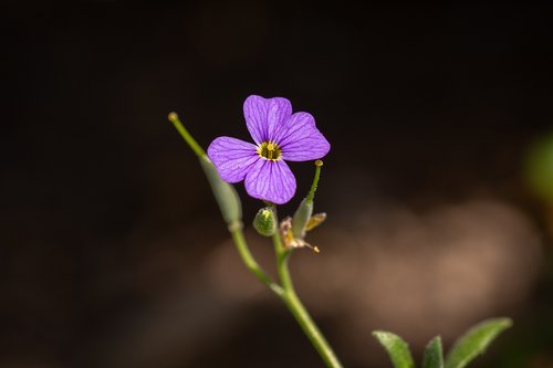 flower  violet  violet flower