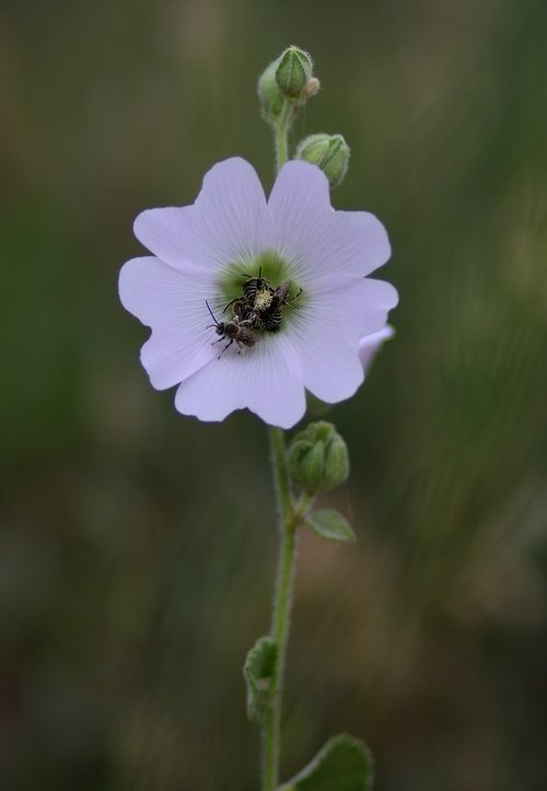 flower  bee  roi