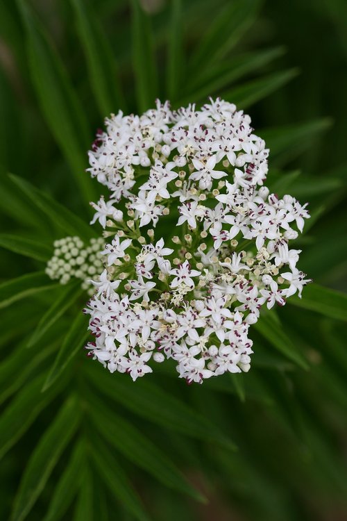 flower  white  bundle