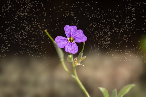 flower  violet  violet flower