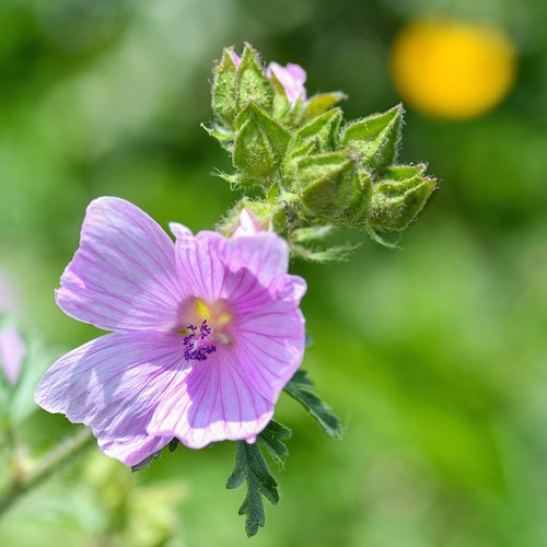 flower  button  purple