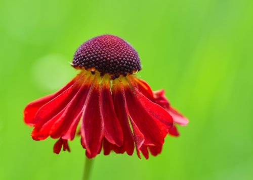 flower  red  corolla