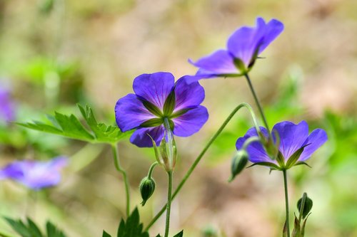 flower  violet  corolla