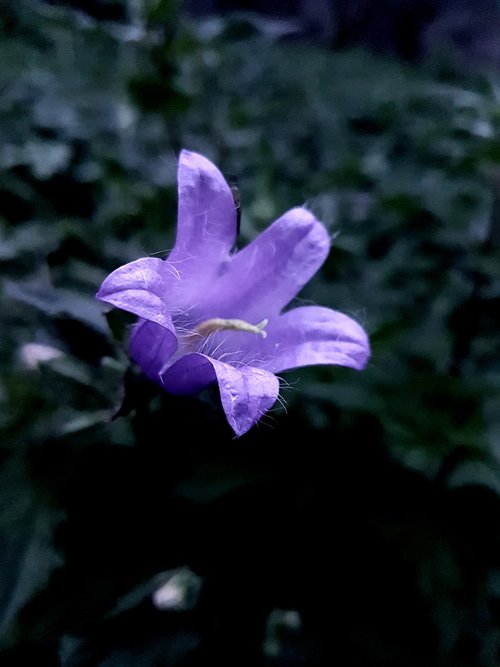 flower  purple  nature