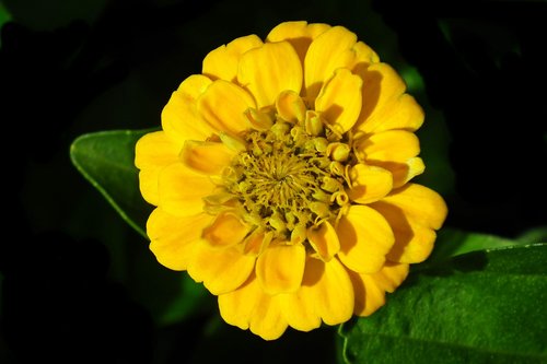 flower  zinnia  yellow