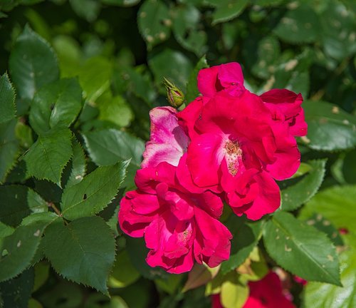 flower  blossom  nature