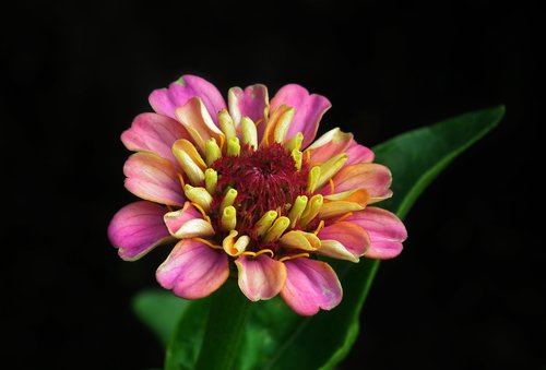 flower  zinnia  closeup