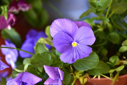 flower  garden  plant