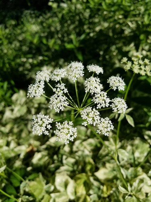 flower  white  greenery