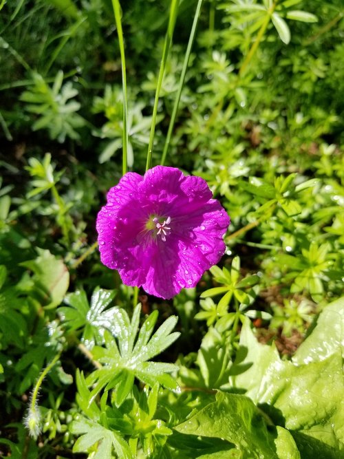 flower  purple  single