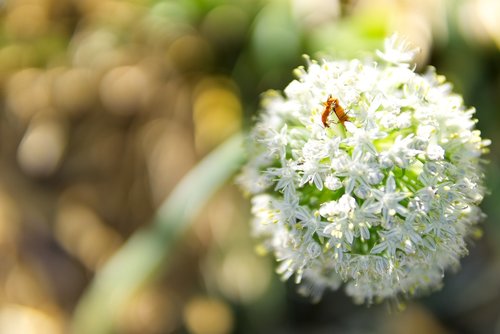 flower  garden  onion