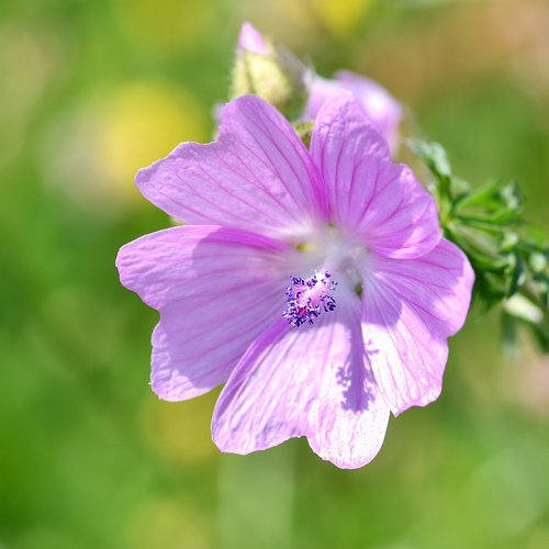 flower  pink  purple