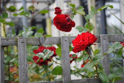 flower  rosa  red rose