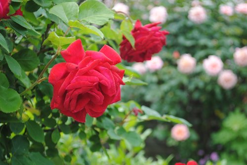 flower  rosa  red rose